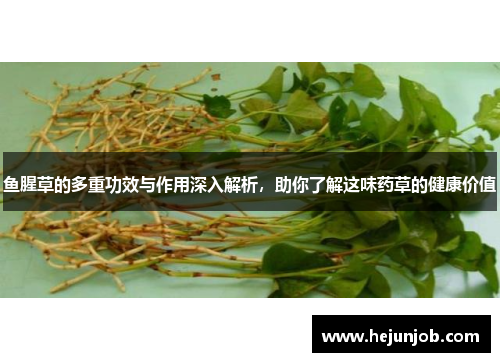 鱼腥草的多重功效与作用深入解析,助你了解这味药草的健康价值